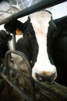 Veterinaria2