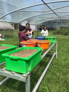 lechos biológicos cesio